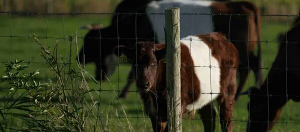 Feed Ration Planning in Dairy Cattle Herds