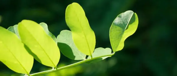 Greening Persuasion: Making Your Way in the Jungle of Green Communication