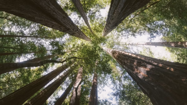 Data-driven Management Decisions for Corporate Sustainability with Python